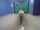 Фото Honda LITTLE CUB 2011 с японского аукциона