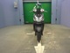 Фото Yamaha CYGNUS 125 XSR 3 с японского аукциона