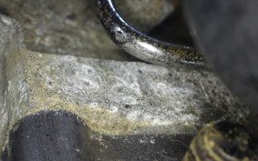 HONDA XL DEGREE MD26