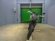 Фото KTM 125 DUKE с японского аукциона