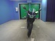 Фото Honda CBR250R GEN 3 2013 с японского аукциона