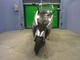 Фото BMW C600 SPORT 2013 с японского аукциона