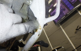 HONDA XL DEGREE 1998 MD26