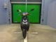 Фото Suzuki LET's 2 с японского аукциона
