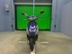 Фото Suzuki LET's 2 с японского аукциона