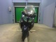 Фото Suzuki SKYWAVE 650 LX 2013 с японского аукциона
